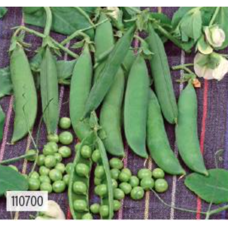 SILPOYDINHERNE EARLY ONWARD 250 G, SIEME 110750