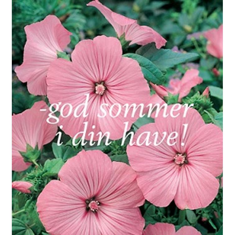 LEIJONANKITA WINNER 1821