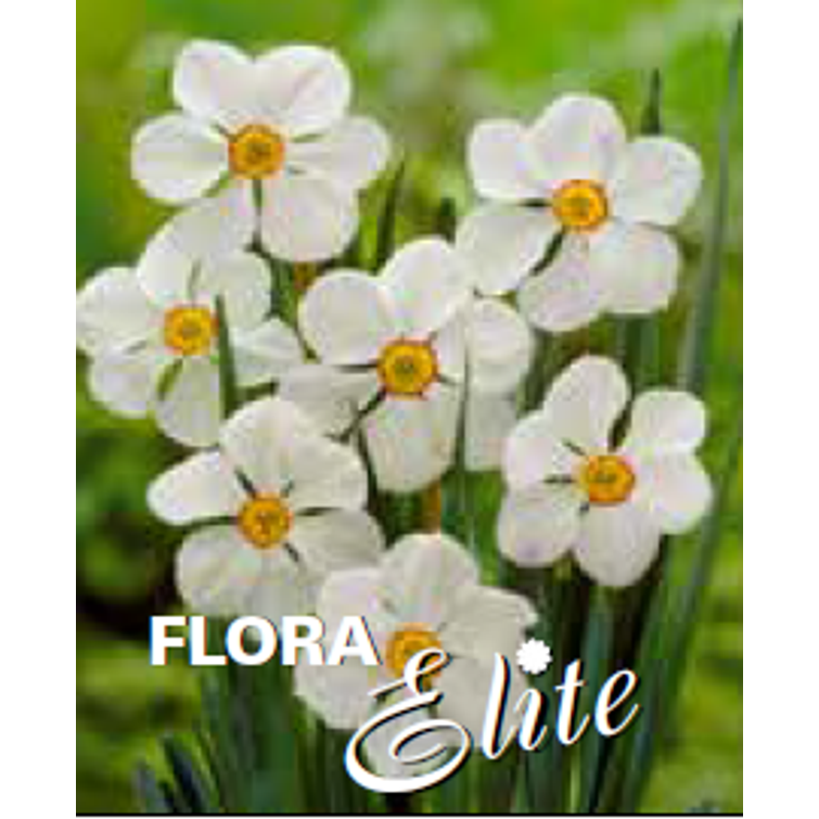 NARSISSI 'ACTAEA' 14/16, 10 KPL 581522