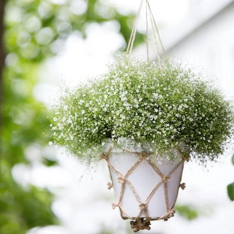 Etupyörä 19-622 Acera Alex X2100