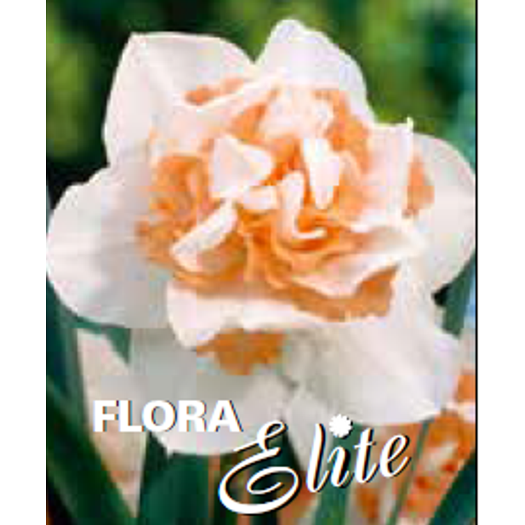 NARSISSI 'REPLETE' 14/16, 10 KPL 592566