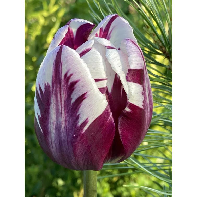 TULPPAANI 'HAPPY FEET' TRIUMPH 11/12, 10 803464