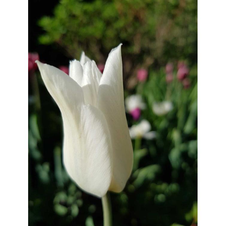 TULPPAANI 'WHITE TRIUMPHATOR' LILJAK. 12 760095