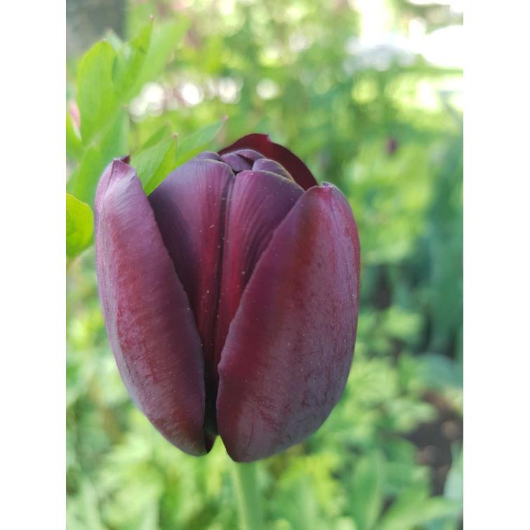 TULPPAANI 'QUEEN OF NIGHT' MYÖH. 12/+, 1 748086