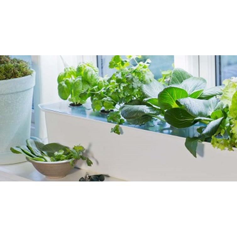 VILJELYLAATIKKO HYDROVILJELYYN HARVY 6, 5551