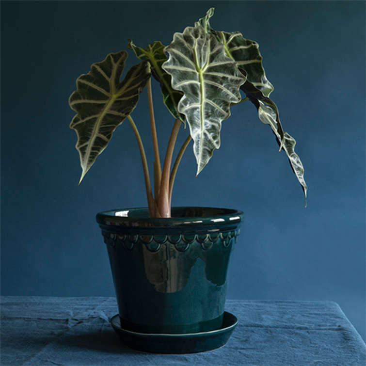 COPENHAGEN RUUKKU + ALUSVATI PETROOLI KCB16S-6