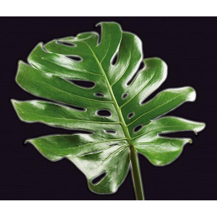 LEHTIKIILTO 250 ML, NELSON GARDEN 6940