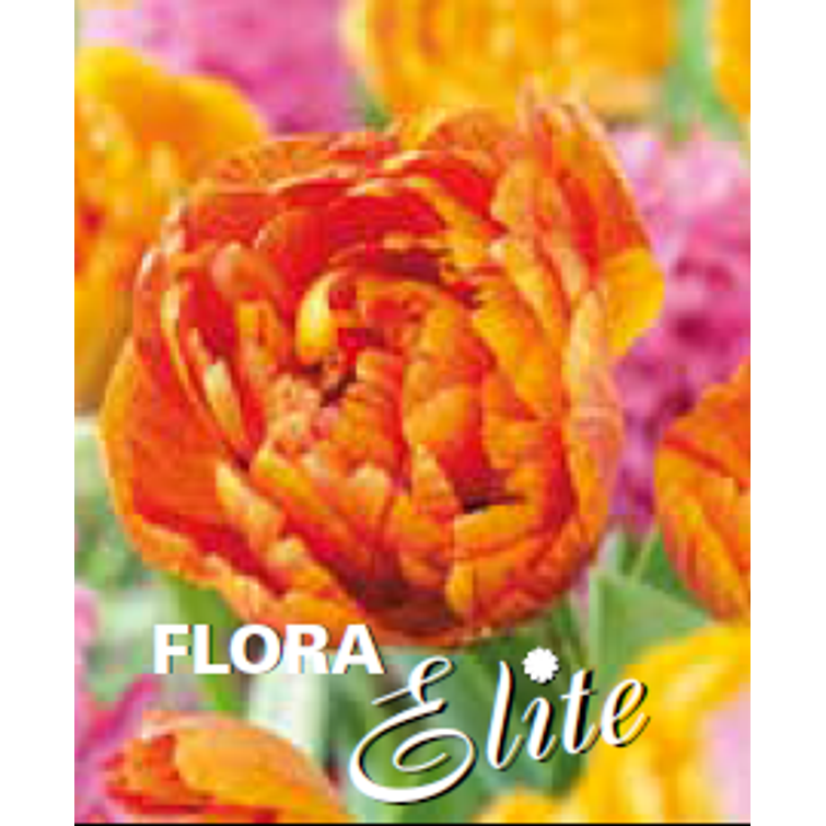 TULPPAANI 'SUN LOVER' KERR. 12/+, 10 KPL 754681