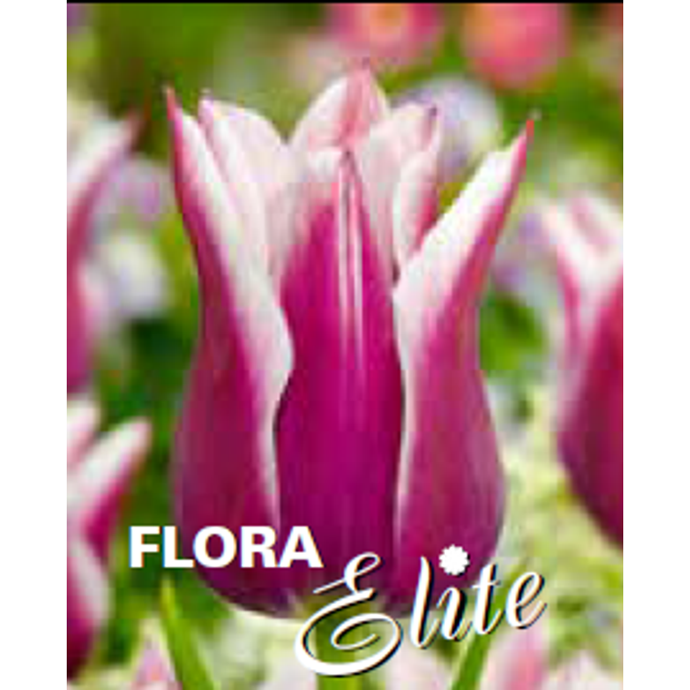 TULPPAANI 'CLAUDIA' LILJAK. 12/+, 10 kpl 719031