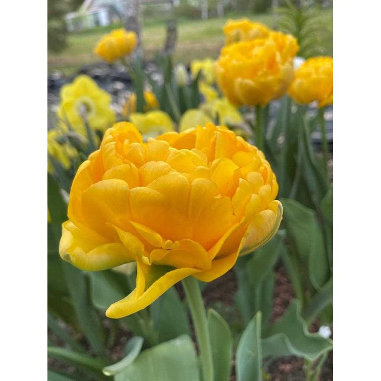 TULPPAANI 'YELLOW POMPENETTE' KERR. 11/1 792243