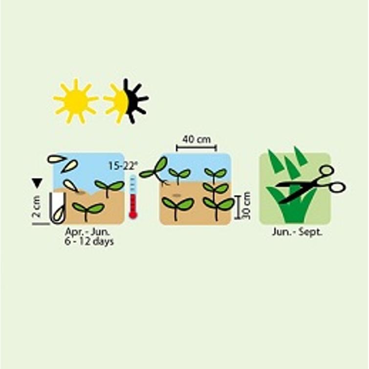 KURKKUYRTTI BORRETSCH 1128