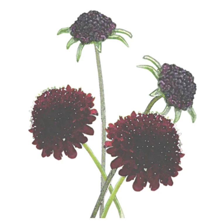 KOREATÖRMÄKUKKA BLACK KNIGHT 1120566