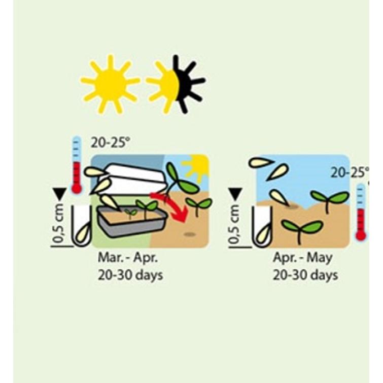 TIMJAMI DI ROMA 1126