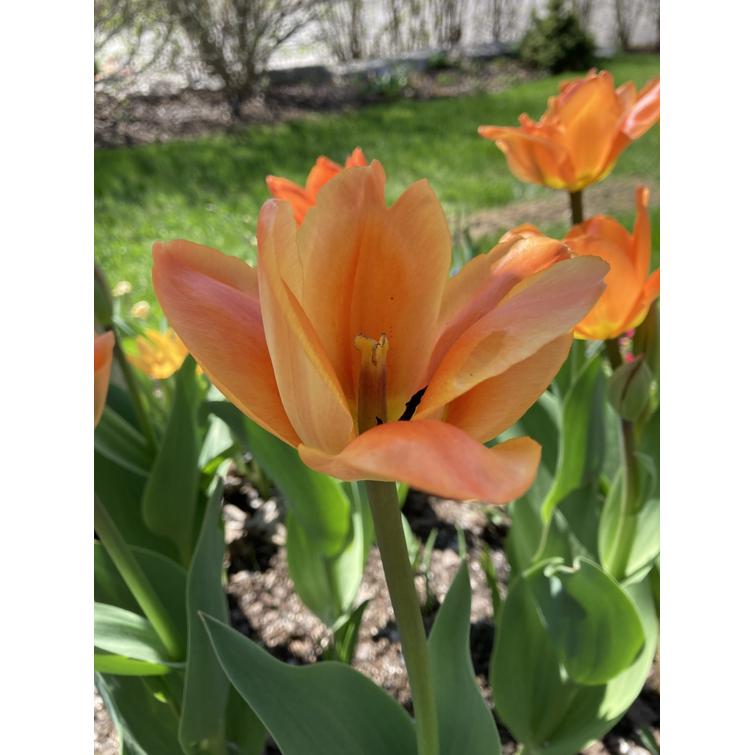 TULPPAANI 'ORANGE EMPEROR' TULI- 12/+, 1 742893