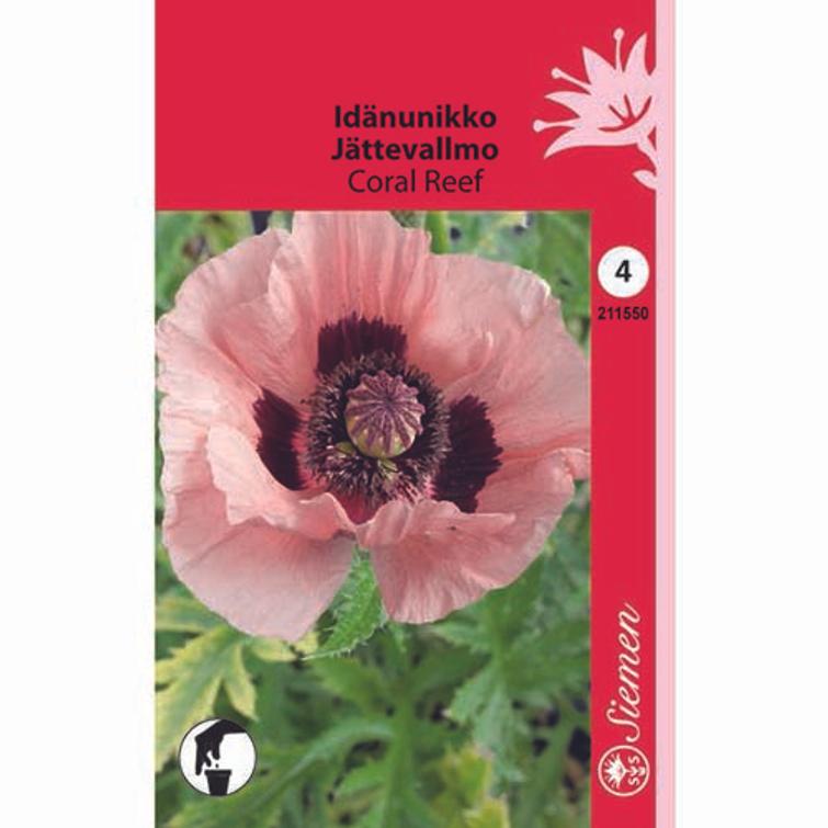 IDÄNUNIKKO CORAL REEF, SIEMEN 211550