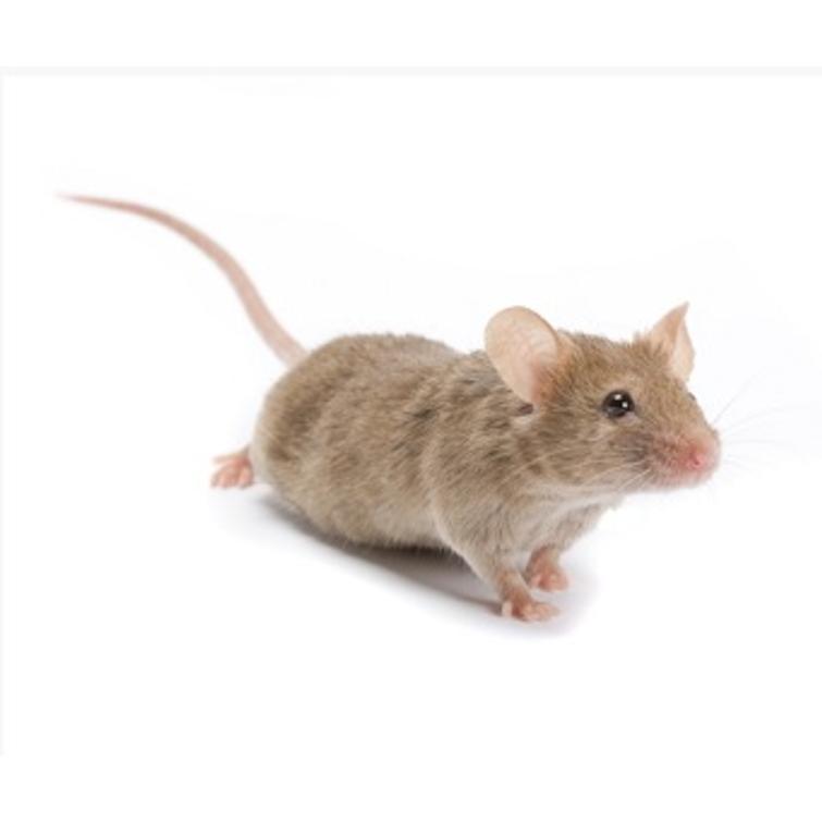 Weitech Hiiri- ja hyönteiskarkotin 45 m2 870001