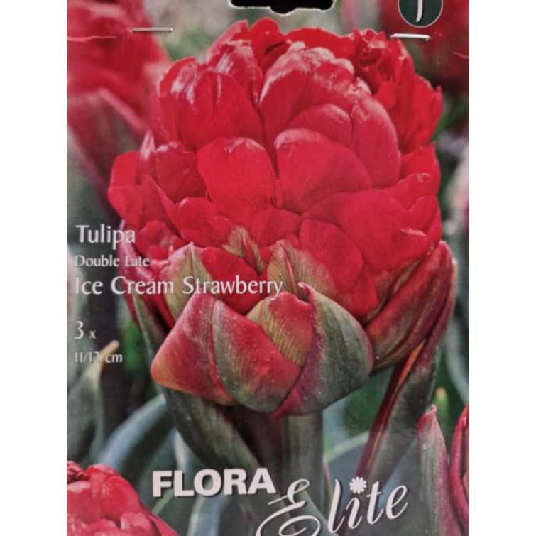 TULPPAANI 'ICE CREAM STRAWBERRY' KERR. 1 818196
