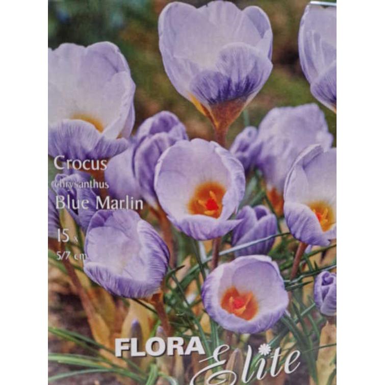 CROCUS CHRYS. BLUE MARLIN 5/7, 15 KPL/PS 818332