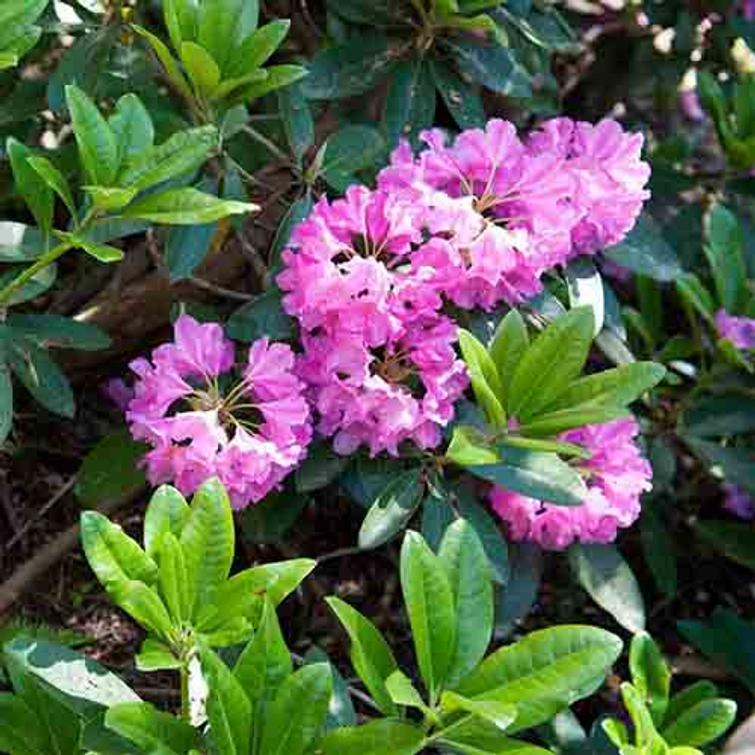 KEKKILÄ HAVU- JA RODOLANNOITE 3 KG 62122