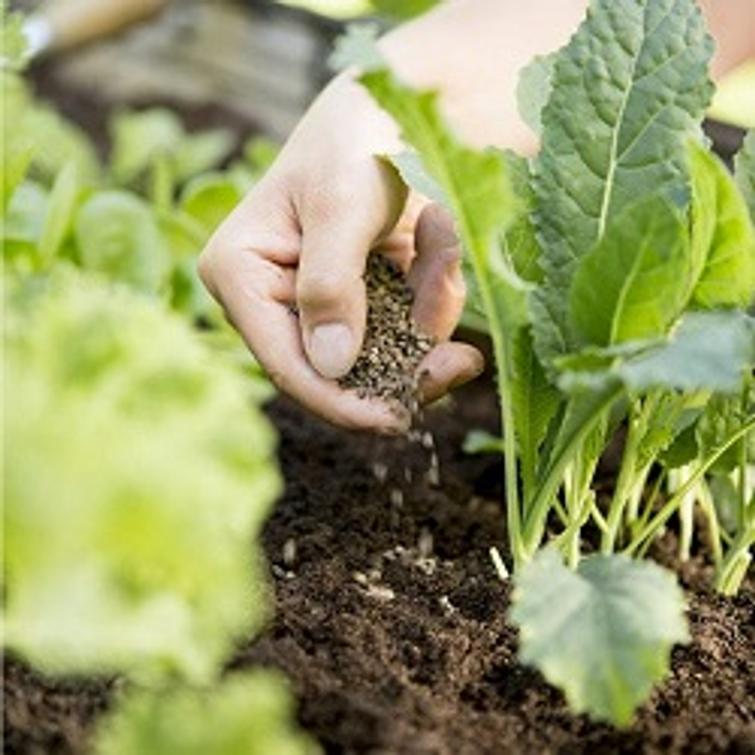 KASVIMAALANNOITE LUONNONMUKAINEN 3 L, KE 62320