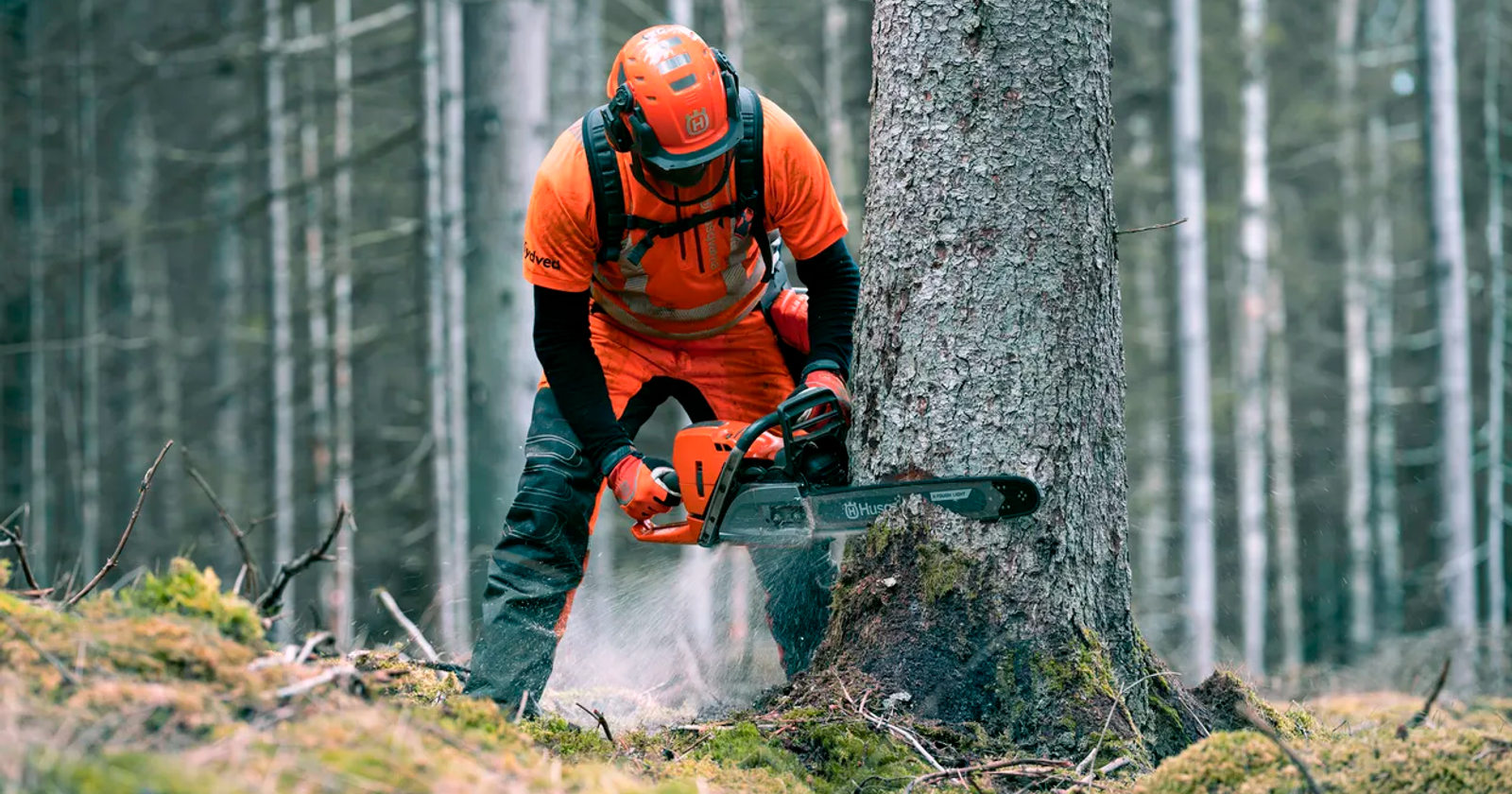 Mies sahaa Husqvarna-moottorisahalla metsässä.