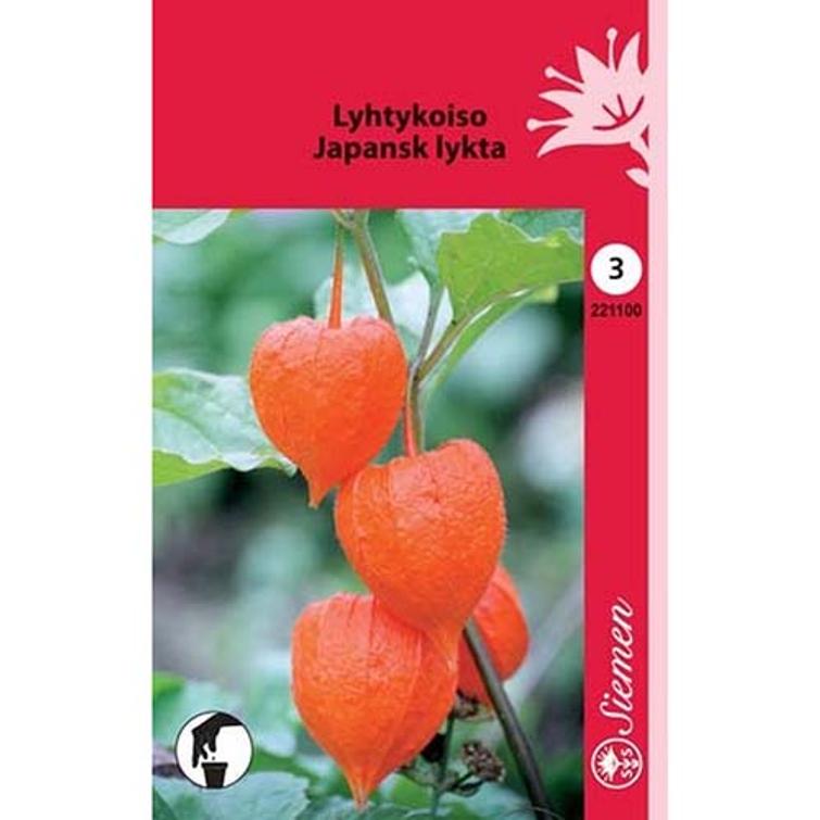 LYHTYKOISO PHYSALIS ALKEKENGI, SIEMEN 221100