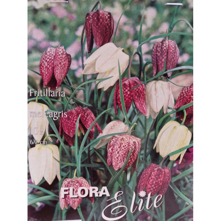 FRITILLARIA MELEAGRIS MIXED 6/7, 10 KPL/ 460609