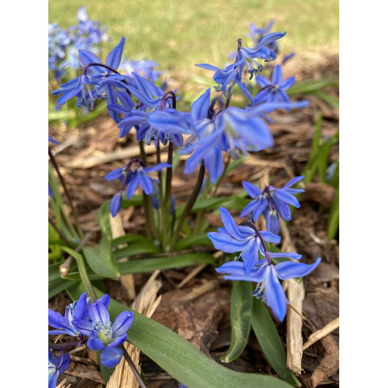 IDÄNSINILILJA 8/9, 10 KPL 603477