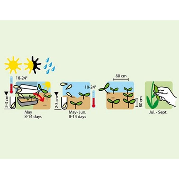 KESÄKURPITSA EIGHT BALL F1 1331
