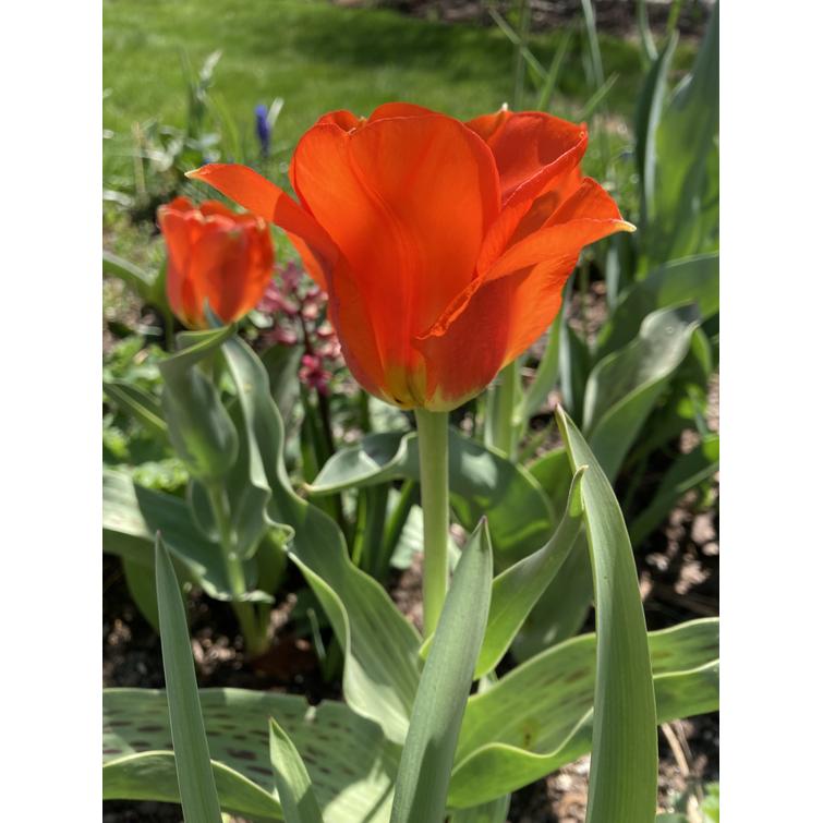 TULPPAANI 'LOVE SONG' LUMME- 12/+, 10 KP 737486