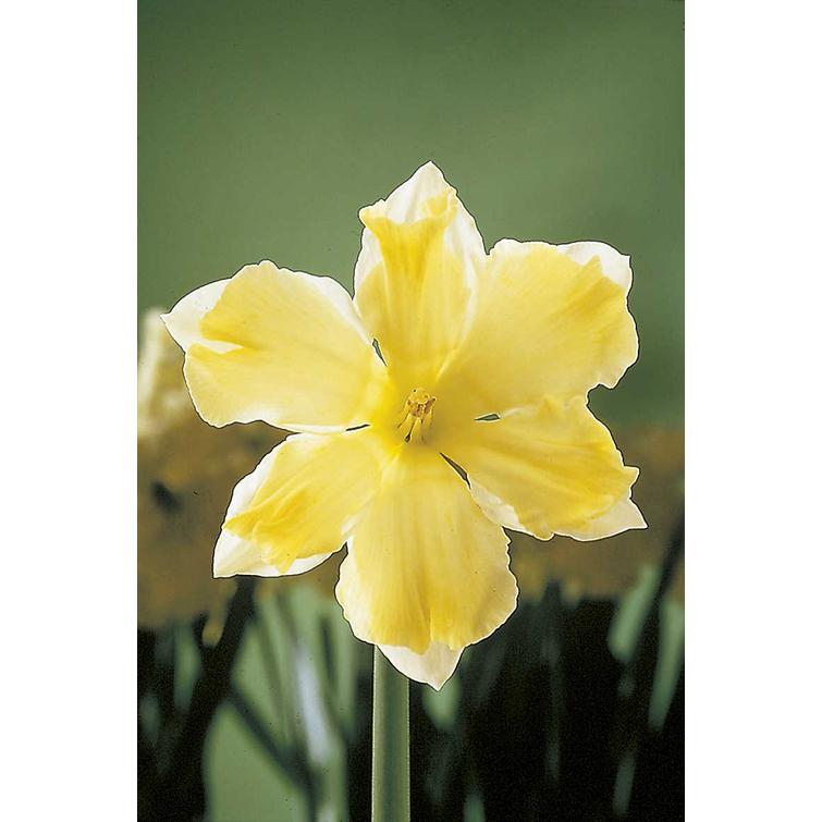 NARSISSI 'CASSATA' 14/16, 10KPL 583403