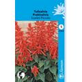 TULISALVIA SCARLET PICCOLO 223600