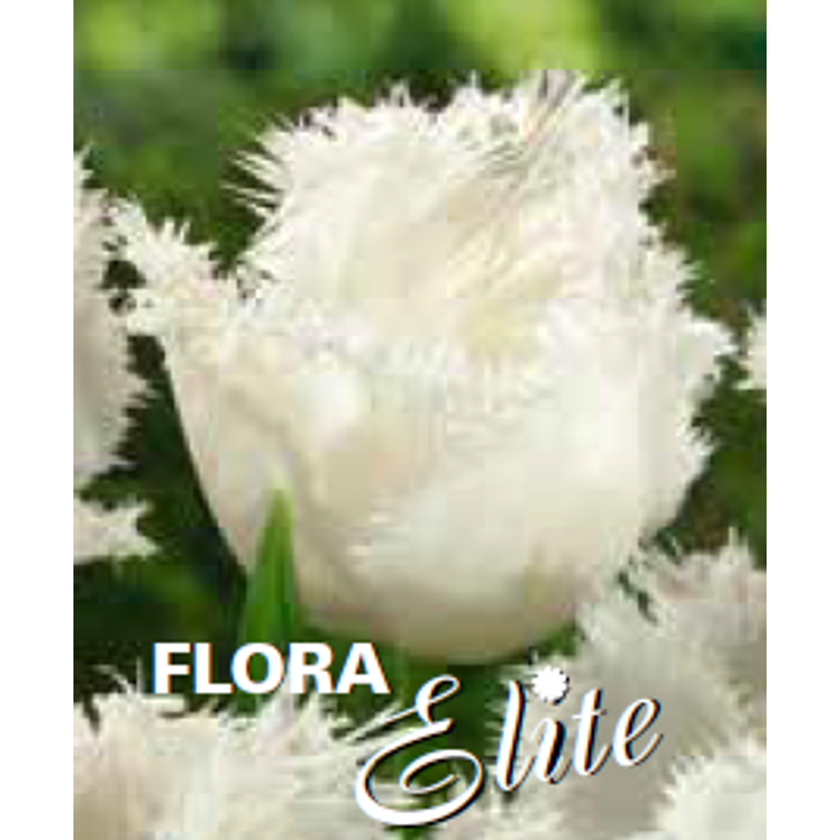 TULPPAANI 'HONEYMOON' RIPSUR. 12/+, 10 K 732269