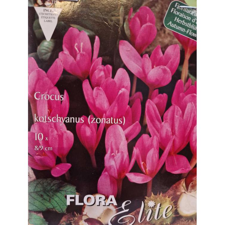 CROCUS KOTSCHYANUS 8/9, 10 KPL/PSS 692161