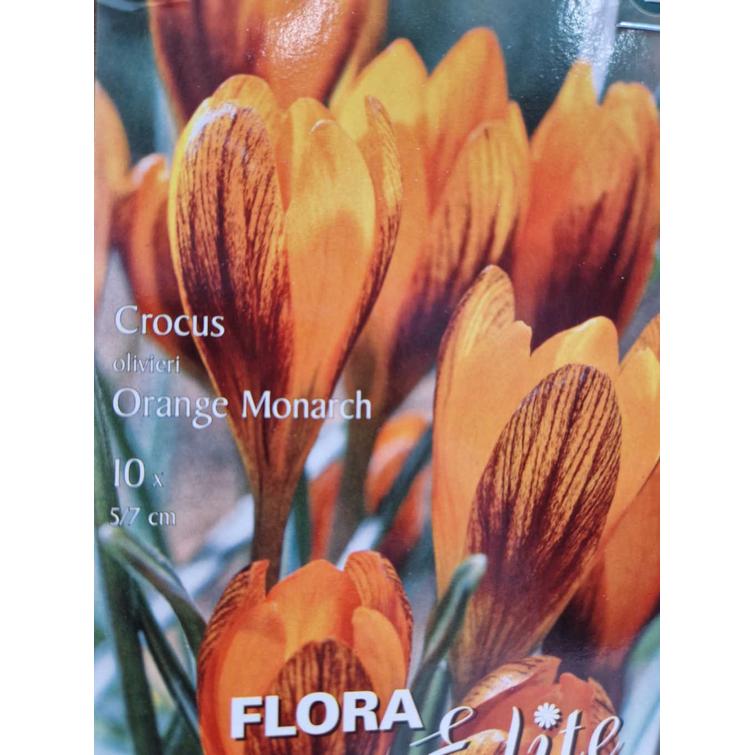 CROCUS OLIVIERI ORANGE MONARCH 5/7, 10 K 789359