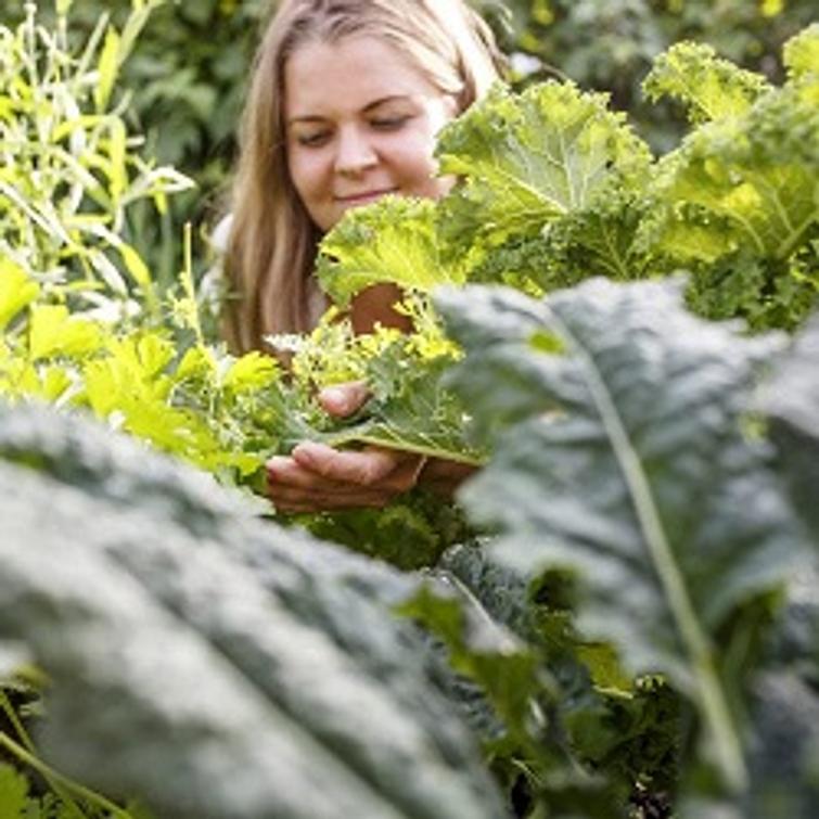 KASVIMAALANNOITE LUONNONMUKAINEN 3 L, KE 62320