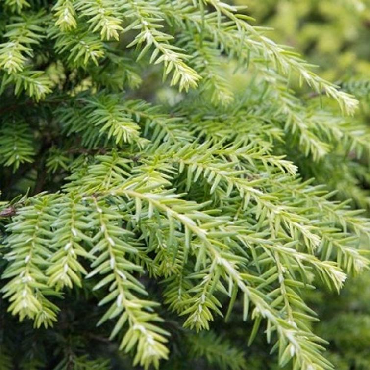 HAVU- JA RODOLANNOITE 800 G KEKKILÄ 62087