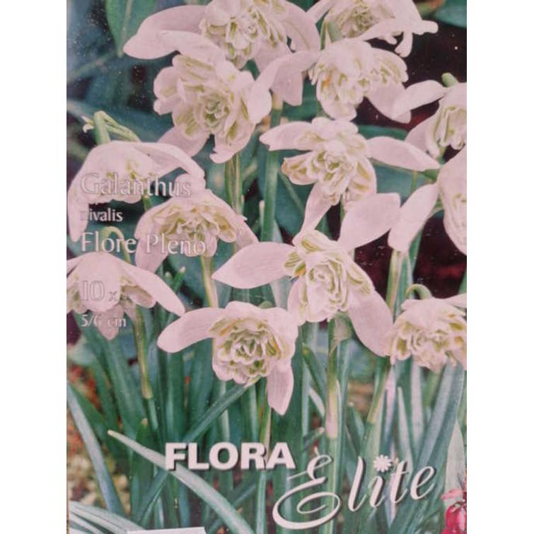 GALANTHUS NIVALIS FLORE PLENO 5/6, 10 KP 463402