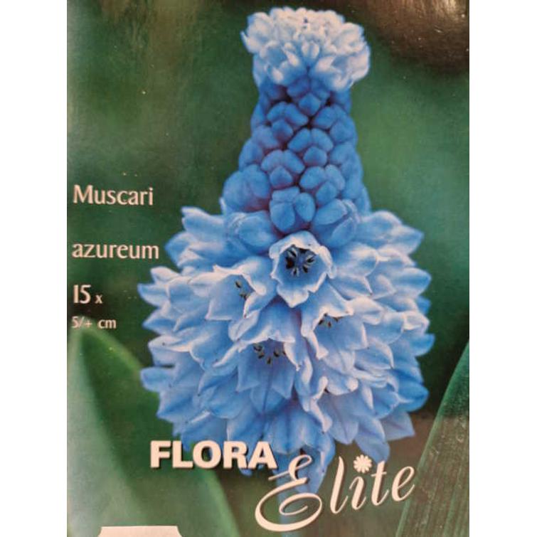 MUSCARI AZUREUM 5/6, 15 KPL /PSS 690426
