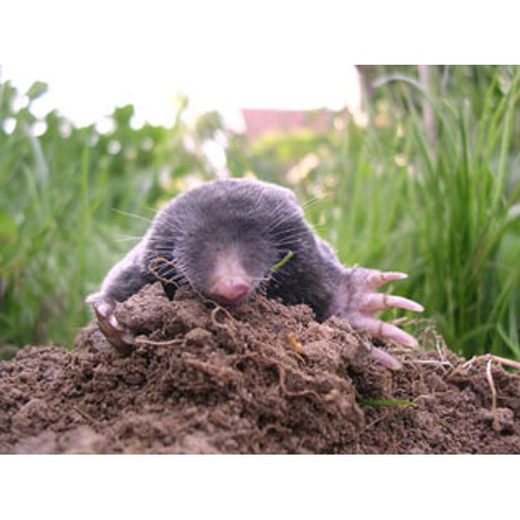 Weitech Myyräkarkotin 870013