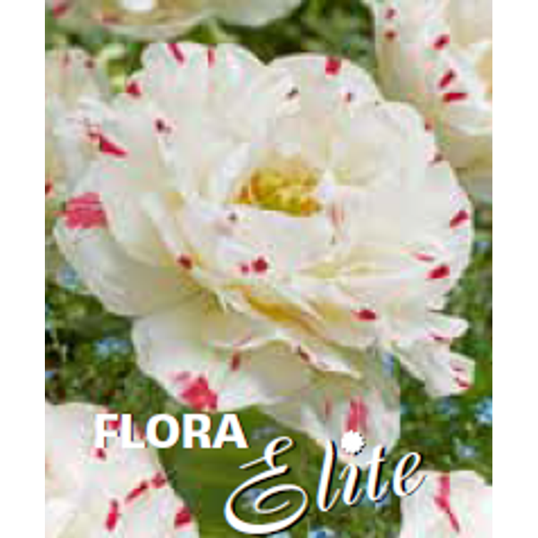 TULPPAANI 'DANCELINE' KERR. 11/12, 10 KP 721027