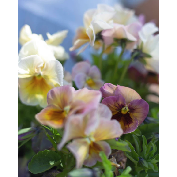 TARHAORVOKKI PEACH SHADES 2104231