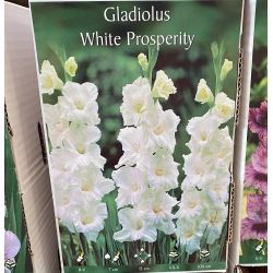 GLADIOLUS WHITE PROSPERITY 14/+, 10 KPL