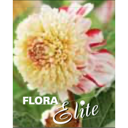 Dahlia Anemone flowering Bon Odori